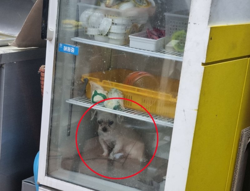 냉장고 안에 반려견 (출처=연합뉴스)