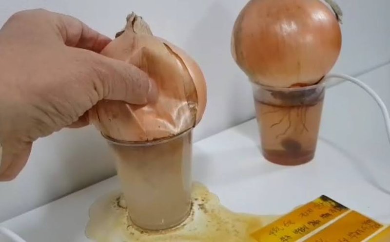 실험 3주 후 접지를 하지 않은 양파(왼쪽)는 썩어 무너진 모습을 보였다. 반면 물속에 땅과 연결된 접지선을 넣어둔 양파는 한결같은 모습을 유지했다. 맨발걷기국민운동본부 제공