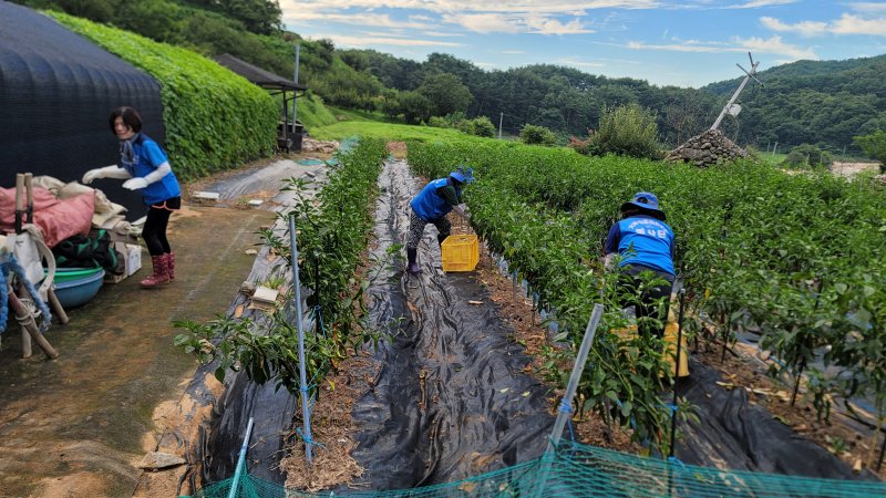 [거제=뉴시스] 신정철 기자= 거제시의회 더불어민주당 소속 시의원 6명은 31일, 경남 합천군 수해 피해 현장을 찾아 복구 작업에 힘을 보탰다.사진은 시의원들이 합천군 가회면 중촌마을에서 농작물 수확 작업 등 다양한 일손을 도우며 구슬땀을 흘리고 있다.(사진=거제시의회 제공).2025.07.31. photo@newsis.com *재판매 및 DB 금지