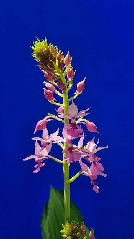 전남 신안군이 무더운 여름에 청초한 자태를 뽐내는 여름새우란 특별 전시회를 오는 12~17일 압해읍 1004섬 분재정원 내 황해교류박물관에서 개최한다. 사진은 긴꼬리새우란 모습. 신안군 제공