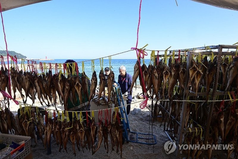 고성 명태 축제 (출처=연합뉴스)