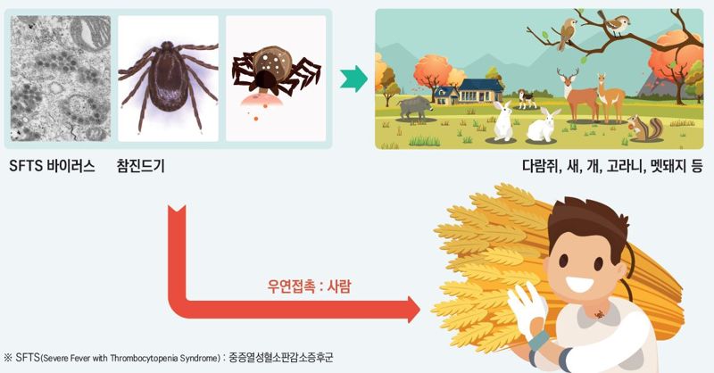 SFTS 바이러스 보유한 참진드기. 홍천군 제공
