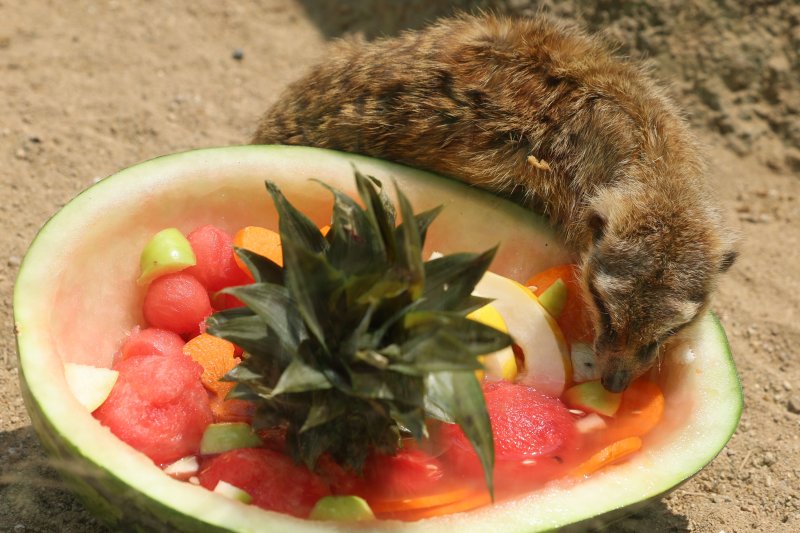 [과천=뉴시스] 권창회 기자 = 폭염이 이어지고 있는 1일 경기 과천시 서울대공원 동물원에서 미어캣이 사육사들이 준비한 특식을 먹고 있다. 2025.08.01. kch0523@newsis.com