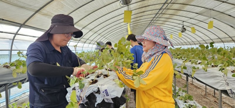 [창원=뉴시스] 강경국 기자 = 지난해 경남 창원시 농촌에서 살아보기 참가자들이 영농 체험을 하고 있는 모습. (사진=창원시청 제공). 2025.08.01. photo@newsis.com *재판매 및 DB 금지