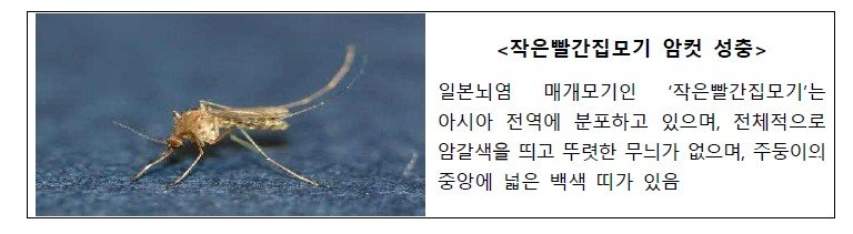 [서울=뉴시스] 일본뇌염 매개모기 (자료=질병관리청 제공) 2025. 8. 1. *재판매 및 DB 금지