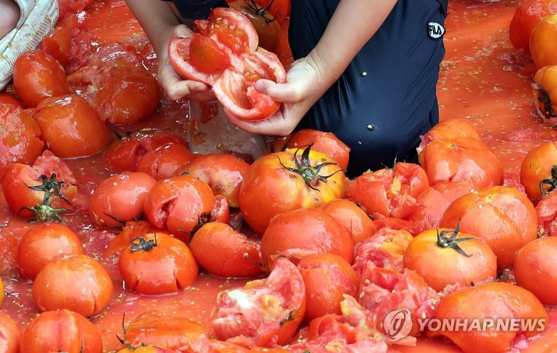 화천토마토축제 '반지야 나와라' (출처=연합뉴스)