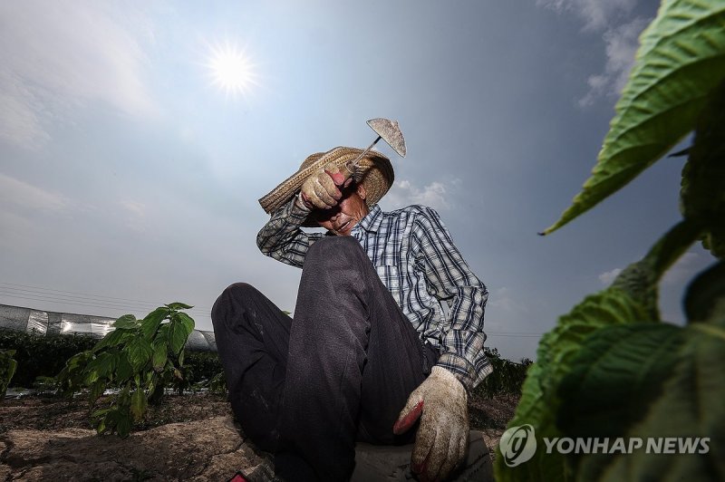 폭염 속 온열질환 조심 (출처=연합뉴스)