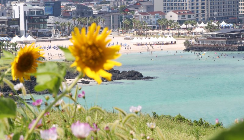 제주도 북부·남부·동부·서부·북부중산간에 폭염주의보가 내려진 23일 오전 제주시 조천읍 서우봉에 해바라기와 함께 때이른 코스모스가 펴 시선을 끌고 있다. 2025.7.23/뉴스1 ⓒ News1 오현지 기자