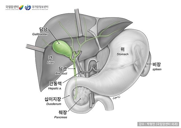 담도·담낭의 구조 (출처=연합뉴스)