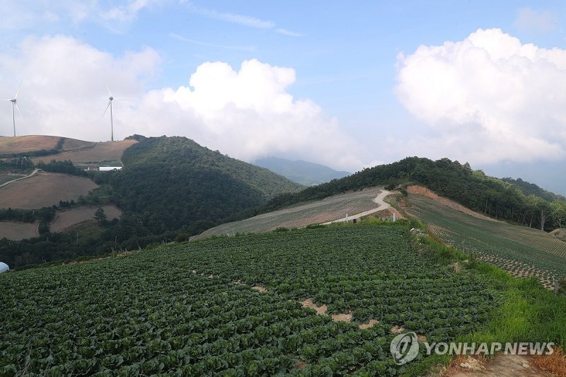 비가 내려야 하는데 (출처=연합뉴스)