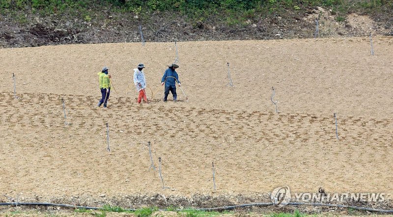 가뭄으로 타들어 가는 고랭지 채소밭 (출처=연합뉴스)