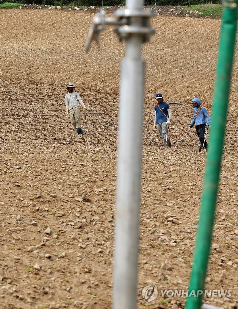 고랭지 배추밭에 물 주기 (출처=연합뉴스)