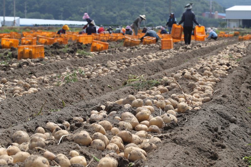 감자밭에서 외국인 계절근로자들이 감자를 수확하고 있다. 뉴스1 DB (사진은 기사와 무관함)