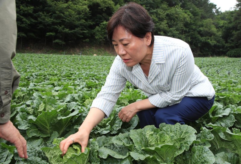 [평창=뉴시스] 강종민 기자 = 사진은 송미령 농림축산식품부 장관이 지난달 6일 강원 평창군 여름배추 재배현장을 찾아 생육 및 출하 상황을 점검하고 있는 모습. (사진=농식품부 제공) 2025.07.06. photo@newsis.com *재판매 및 DB 금지