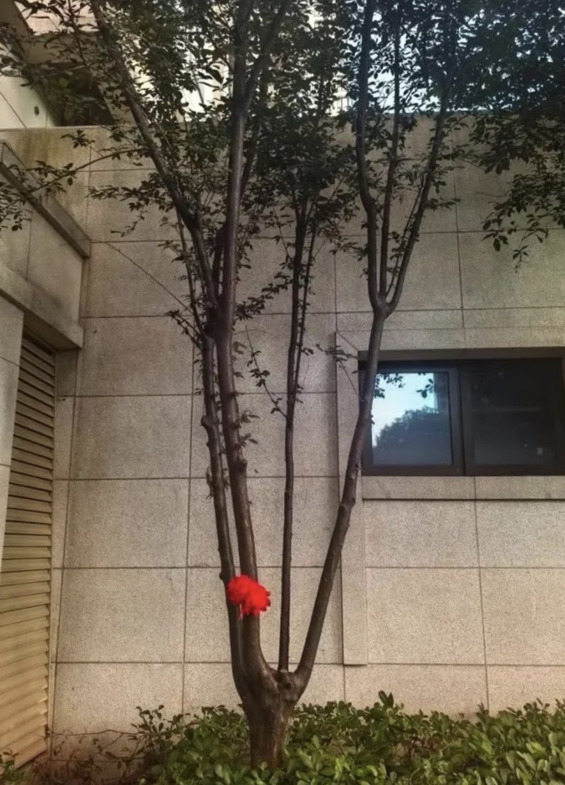 [서울=뉴시스] 중국 항저우의 아파트 18층에서 3세 남자아이가 추락했지만 생존한 사실이 알려졌다. (사진 = 베이징뉴스 캡처) 2025.08.03. *재판매 및 DB 금지