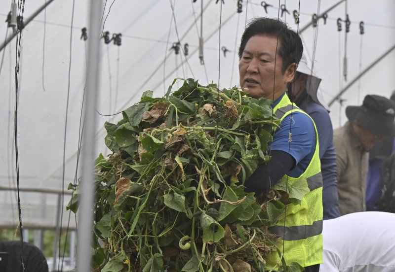 [나주=뉴시스] 박기웅 기자 = 정청래 더불어민주당 대표가 3일 오전 당대표 취임 후 첫 외부 일정으로 전남 나주시 노안면 일대를 방문, 수해 피해를 입은 오이 농가를 방문해 복구 작업을 돕고 있다. 2025.08.03. pboxer@newsis.com