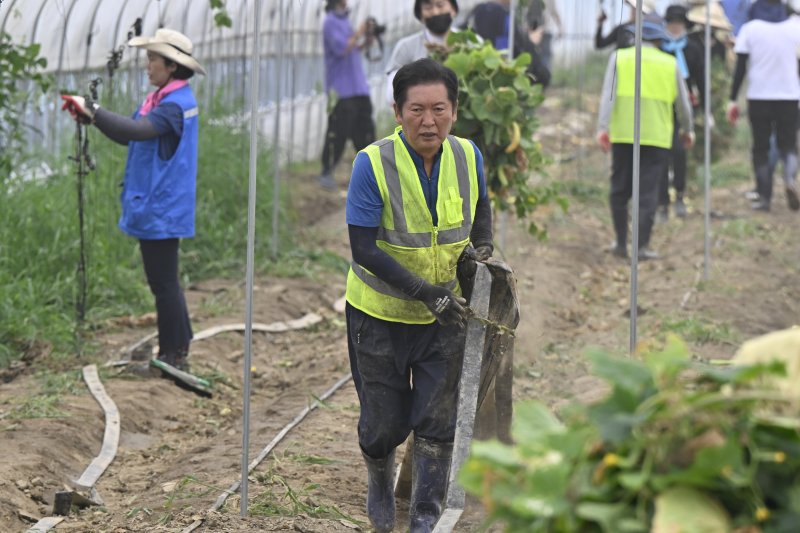 [나주=뉴시스] 박기웅 기자 = 정청래 더불어민주당 대표가 3일 오전 당대표 취임 후 첫 외부 일정으로 전남 나주시 노안면 일대를 방문, 수해 피해를 입은 오이 농가를 방문해 복구 작업을 돕고 있다. 2025.08.03. pboxer@newsis.com