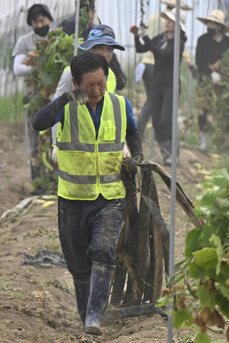 [나주=뉴시스] 박기웅 기자 = 정청래 더불어민주당 대표가 3일 오전 당대표 취임 후 첫 외부 일정으로 전남 나주시 노안면 일대를 방문, 수해 피해를 입은 오이 농가를 방문해 복구 작업을 돕고 있다. 2025.08.03. pboxer@newsis.com