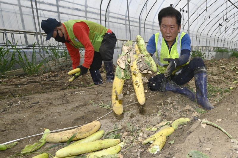 [나주=뉴시스] 박기웅 기자 = 정청래 더불어민주당 대표가 3일 오전 당대표 취임 후 첫 외부 일정으로 전남 나주시 노안면 일대를 방문, 수해 피해를 입은 오이 농가를 방문해 복구 작업을 돕고 있다. 2025.08.03. pboxer@newsis.com