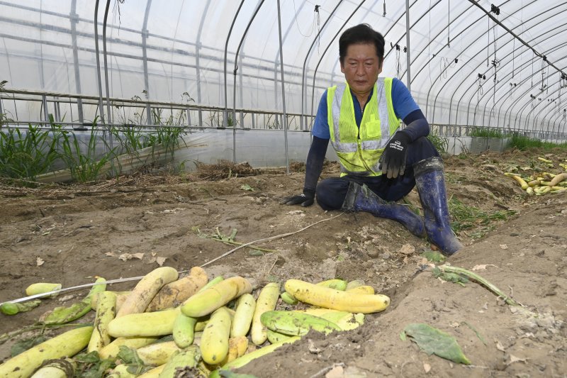 [나주=뉴시스] 박기웅 기자 = 정청래 더불어민주당 대표가 3일 오전 당대표 취임 후 첫 외부 일정으로 전남 나주시 노안면 일대를 방문, 수해 피해를 입은 오이 농가를 방문해 복구 작업을 돕고 있다. 2025.08.03. pboxer@newsis.com