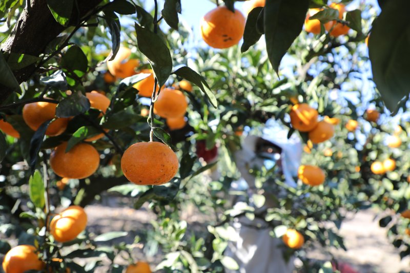 제주 감귤 수확 현장/뉴스1 ⓒ News1 고동명 기자