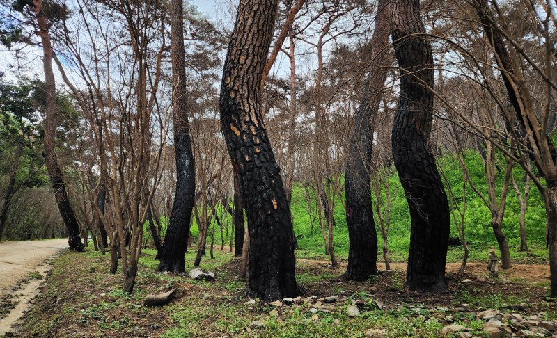 [의성=뉴시스] 김진호 기자 = 천년고찰 고운사 입구 아름드리 소나무들이 지난 3월 발생한 대형 산불로 죽어 있다. 2025.08.04. kjh9326@newsis.com