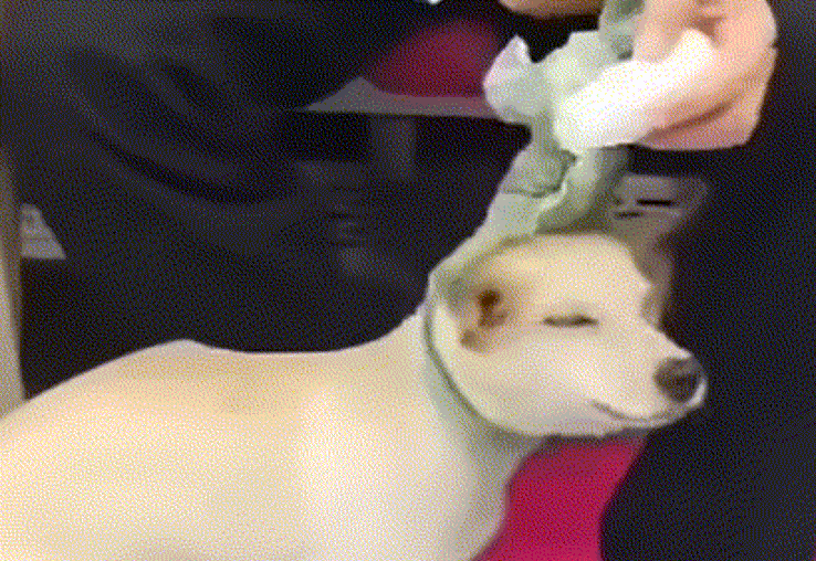 지하철 안에서 개를 학대한 한 남성이 공분을 사고 있다./사진=케어