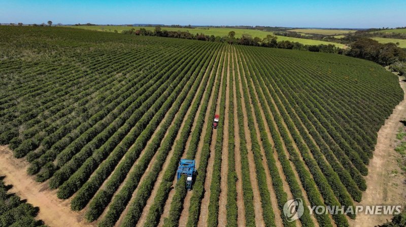 브라질 커피 농장 (출처=연합뉴스)