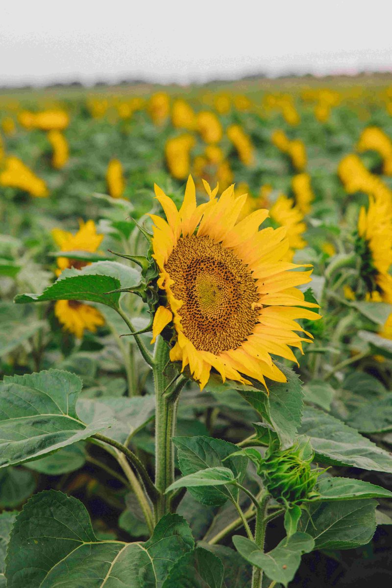 [서울=뉴시스]다이슨 농장의 해바라기. (사진 = 다이슨) 2025.08.05. photo@newsis.com *재판매 및 DB 금지