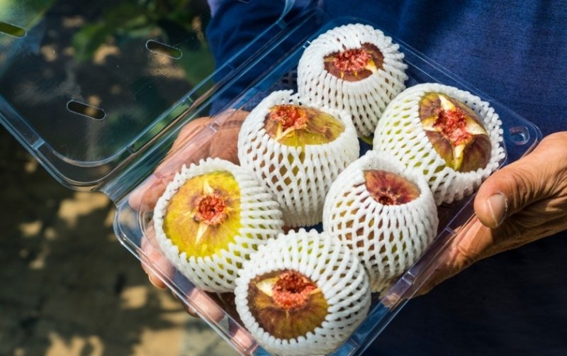 판매 앞둔 무화과 (출처=연합뉴스)