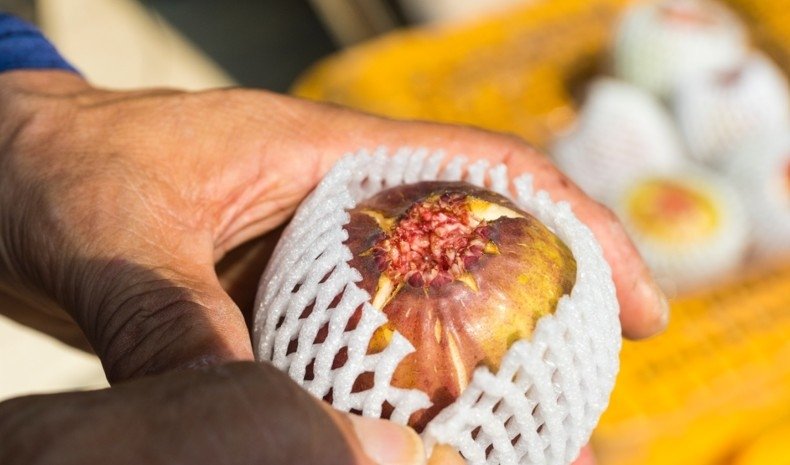 해남 무화과 (출처=연합뉴스)