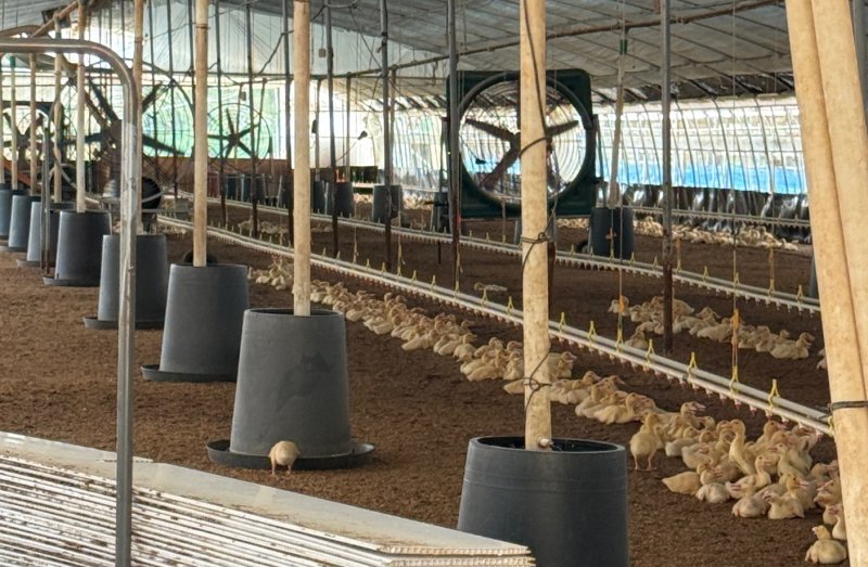 [고창=뉴시스] 전북 고창군의 한 오리농장. (사진=뉴시스 DB). photo@newsis.com *재판매 및 DB 금지