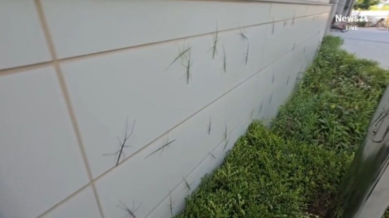 건물 외벽에 대벌레가 붙어 있다. 출처=채널A 뉴스