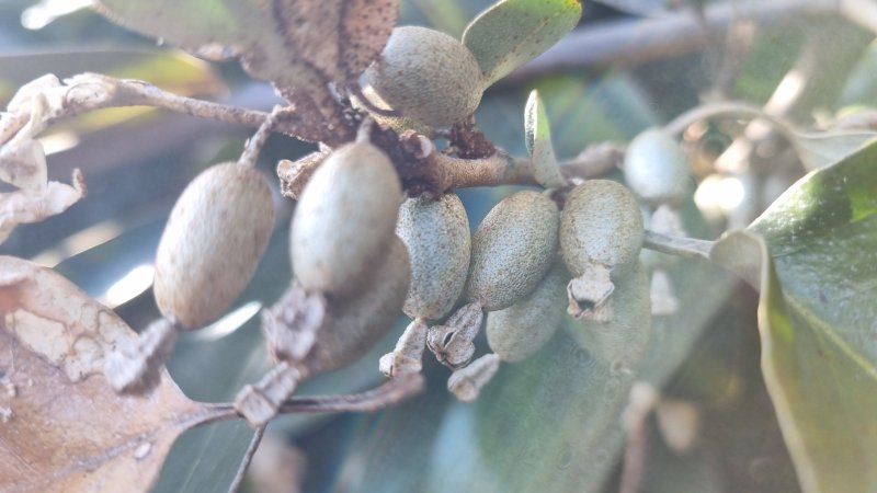국내 자생 보리밥나무 열매./사진=산림바이오소재 연구소 제공,뉴시스