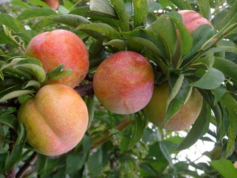 [세종=뉴시스] 만생종 자두 '추희'. (사진=농촌진흥청 제공) *재판매 및 DB 금지