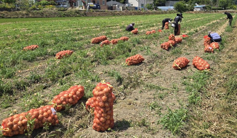 전북 에볼루션 바카라 무료에서 생산되는 에볼루션 바카라 무료 자료사진. 에볼루션 바카라 무료시 제공