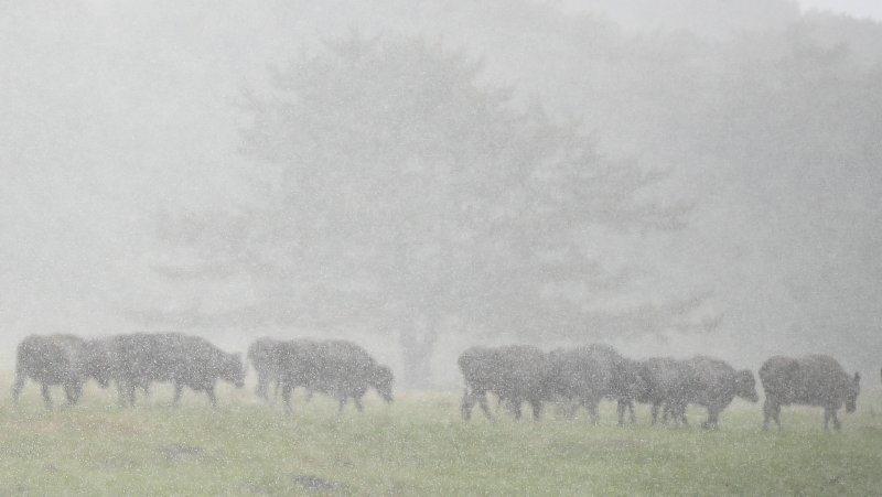 [제주=뉴시스] 우장호 기자 = 비구름대가 활성화한 18일 오후 제주시 용강동 제주마 방목지에서 국가지정 천연기념물인 제주흑우가 강한 빗줄기를 피해 이동하고 있다. 2025.07.18. woo1223@newsis.com