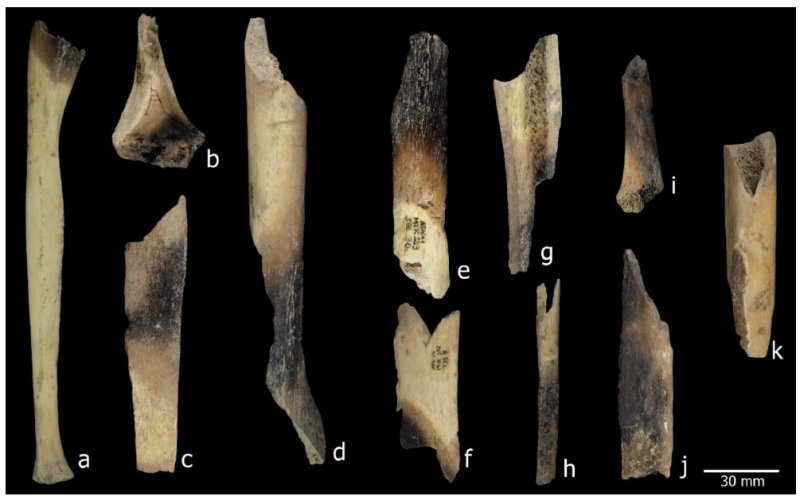 불에 굽거나 조리하면서 생긴 것으로 보이는 뼈의 색 변화 (출처=연합뉴스)