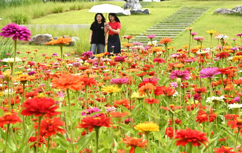 [수원=뉴시스] 김종택 기자 = 절기상 입추를 하루 앞둔 6일 경기 수원시 권선구 국립농업박물관에 형형색색 백일홍이 활짝 피어 있다. 2025.08.06. jtk@newsis.com