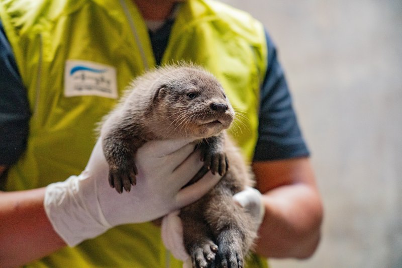 [서울=뉴시스]아기 수달.