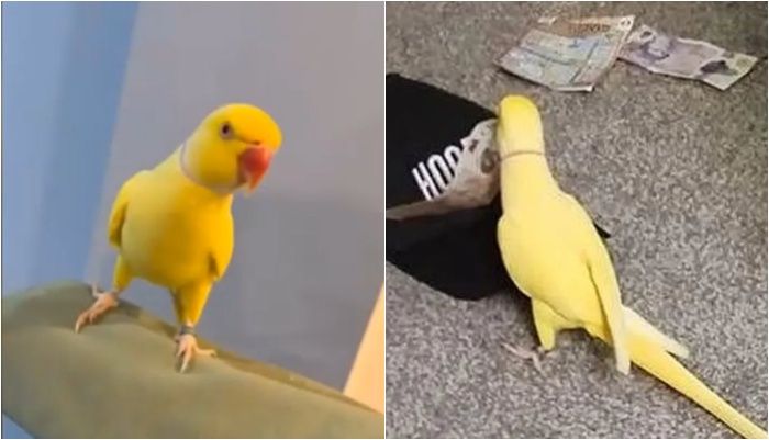 두 개에 25 앵무새 한마디에 마약조직 소탕, 무슨 일?