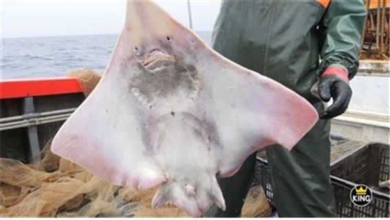 인천시는 대청도 특산물인 홍어를 국민들에게 알리기 위해 향토음식을 소개하는 홍보 영상을 제작했다. 인천시 제공.