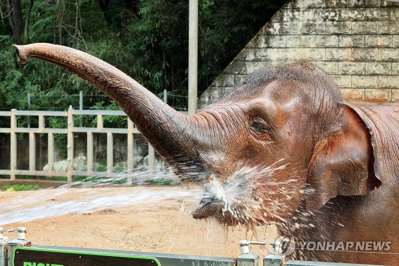 더위에는 물이 최고 (출처=연합뉴스)