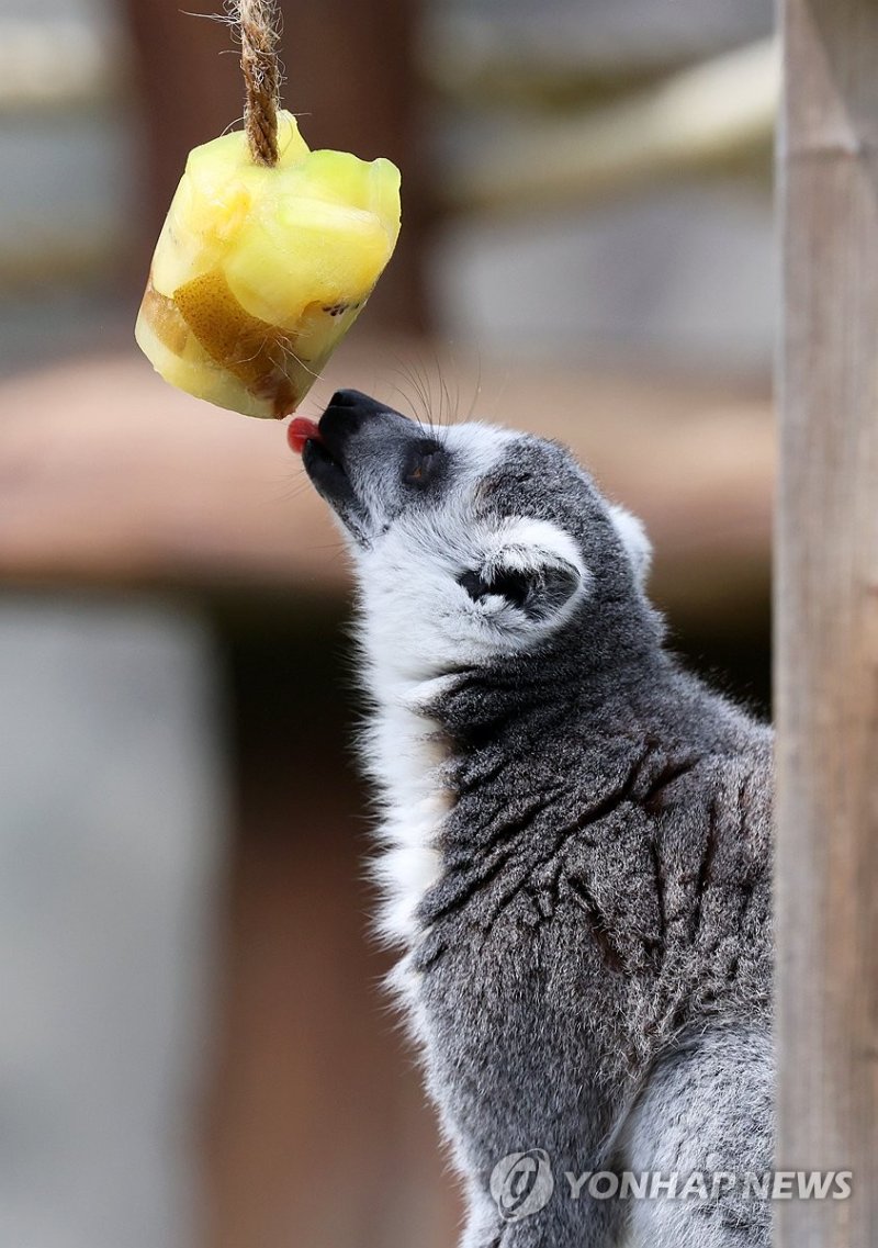 얼음과일 맛보는 여우원숭이 (출처=연합뉴스)