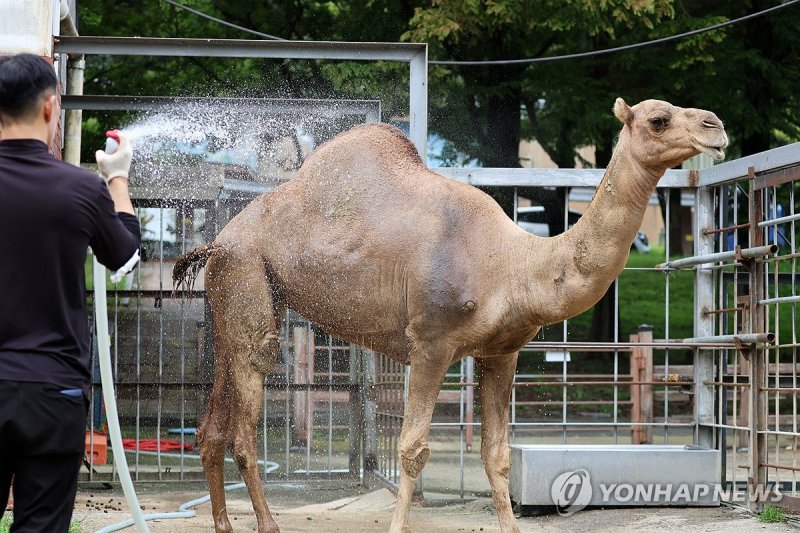 낙타는 샤워 중 (출처=연합뉴스)