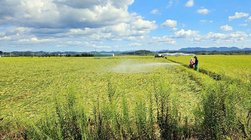 국내 쌀&middot;즉석밥 수출 길 '청신호'.. 정부 제안, 농약잔류허용 국제기준 채택