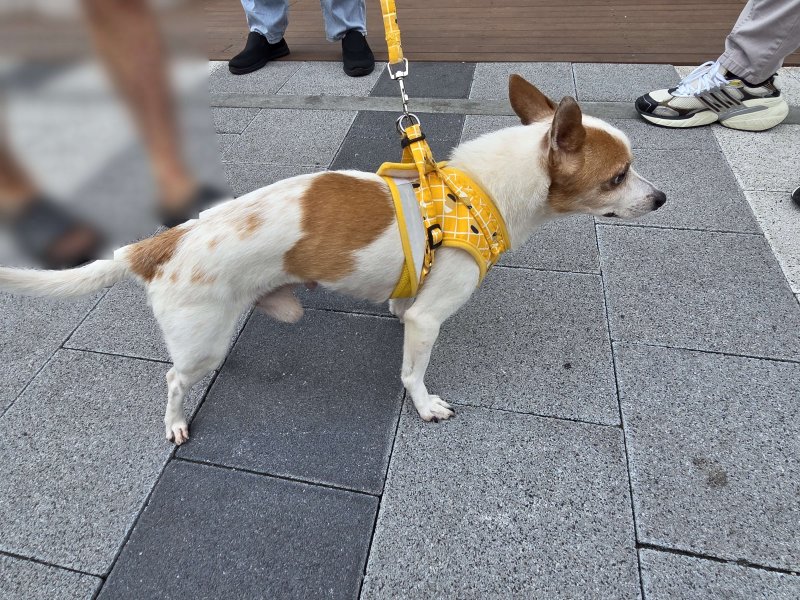 지난 5일 20대 A 씨로부터 학대 당한 강아지.(부산진경찰서 제공. 재판매 및 DB 금지)