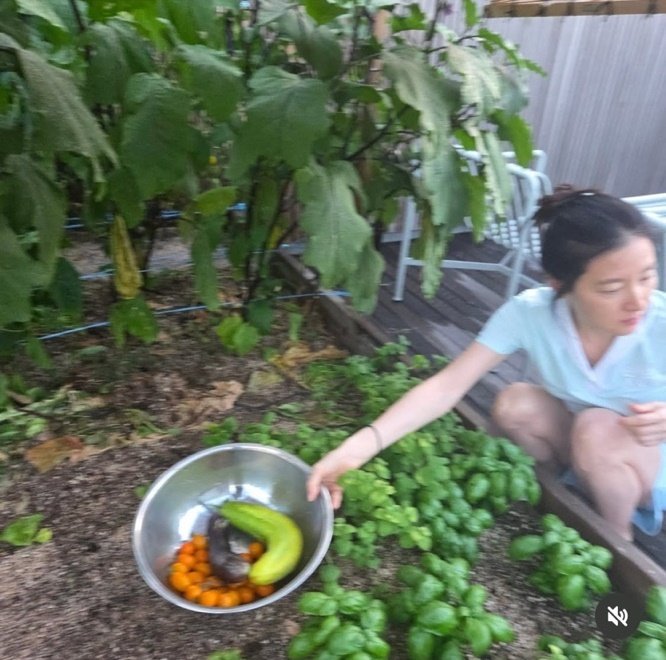 텃밭에서 호박 따는 이영애…소탈한 여름 일상 [N컷]