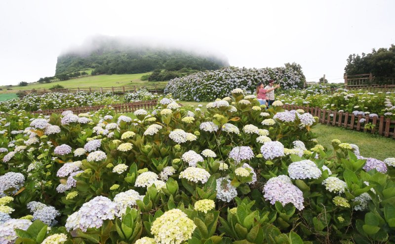 19일 오전 제주 서귀포시 성산읍 성산일출봉을 찾은 바카라 에볼루션들이 해무 낀 일출봉을 배경으로 수국밭에서 사진을 찍으며 추억을 남기고 있다. 2025.6.19/바카라 에볼루션1 ⓒ News1 오현지 기자