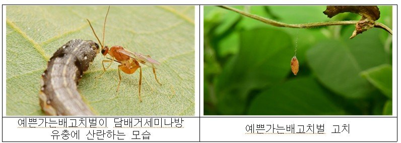 [세종=뉴시스] 농촌진흥청이 노지 콩 재배지의 나방류 해충을 친환경적으로 방제할 수 있는 토착 천적 2종(긴등기생파리, 예쁜가는배고치벌)의 국내 분포 현황과 약제별 독성 정도를 확인했다고 10일 밝혔다. 사진은 예쁜가는배고치벌. (사진=농진청 제공) 2025.08.09. photo@newsis.com *재판매 및 DB 금지